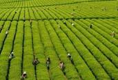 2013年，全國(guó)茶葉生產(chǎn)繼續(xù)增產(chǎn)增收